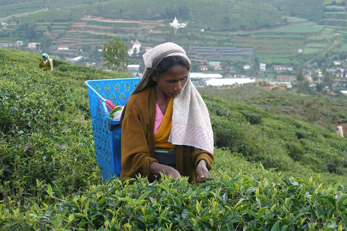 Nuwara Eliya